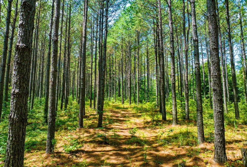 0 HWY 192 HWY, Holladay, Tennessee 38341, ,Land,For Sale,HWY 192,10225766