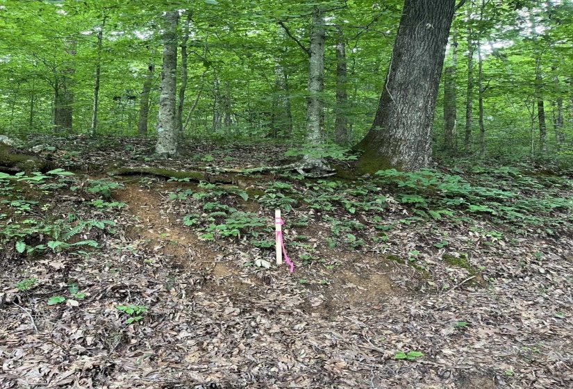 899 EL SMITH RD, Monroe, Tennessee 38573, ,Land,For Sale,EL SMITH,10225771