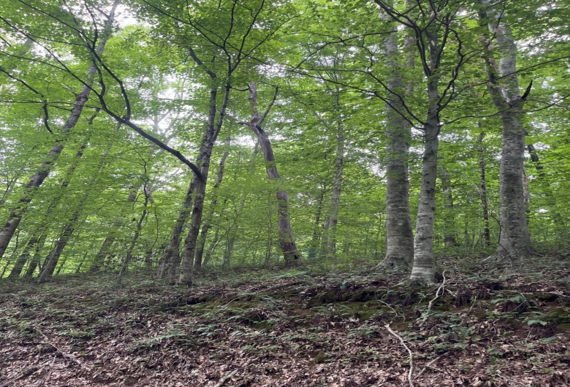 899 EL SMITH RD, Monroe, Tennessee 38573, ,Land,For Sale,EL SMITH,10225771