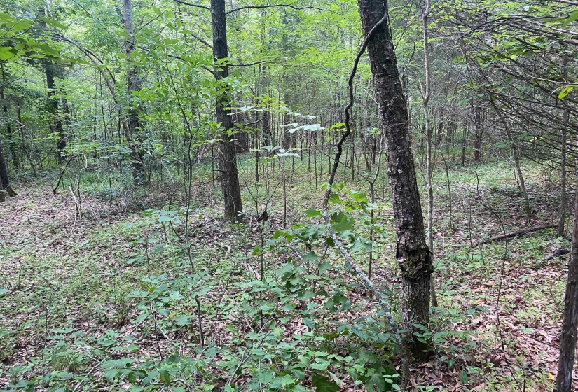 LEONARD LN, Bethel Springs, Tennessee 38315, 0 , 0 ,0,Land,For Sale,LEONARD,0,10225787