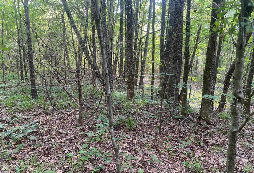 LEONARD LN, Bethel Springs, Tennessee 38315, 0 , 0 ,0,Land,For Sale,LEONARD,0,10225787