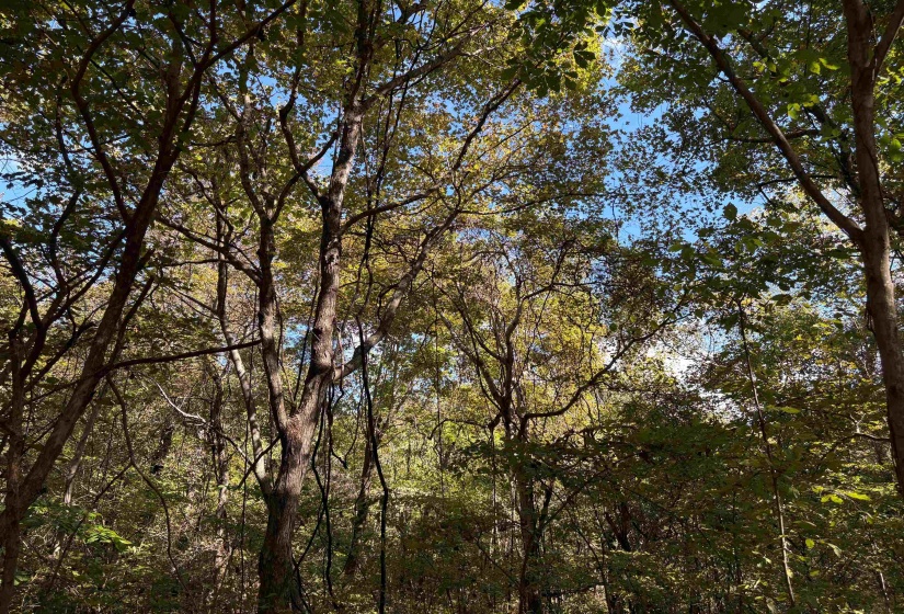 0 MUDVILLE RD, Millington, Tennessee 38053, 0 , 0 ,0,Land,For Sale,MUDVILLE,0,10225794