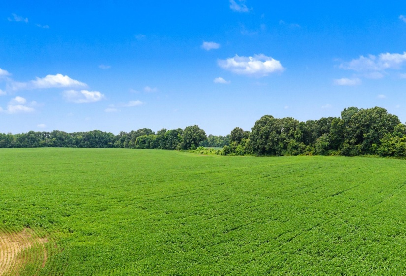 0 BUD EUBANK RD, Stanton, Tennessee 38069, 0 , 0 ,0,Land,For Sale,BUD EUBANK,0,10225901