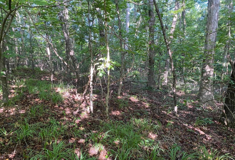 COUNTRY WOODS DR, Selmer, Tennessee 38375, 0 , 0 ,0,Land,For Sale,COUNTRY WOODS,0,10226535