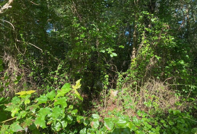 COUNTRY WOODS DR, Selmer, Tennessee 38375, 0 , 0 ,0,Land,For Sale,COUNTRY WOODS,0,10226535