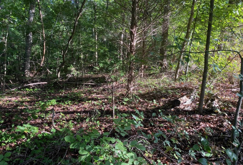 COUNTRY WOODS DR, Selmer, Tennessee 38375, 0 , 0 ,0,Land,For Sale,COUNTRY WOODS,0,10226537