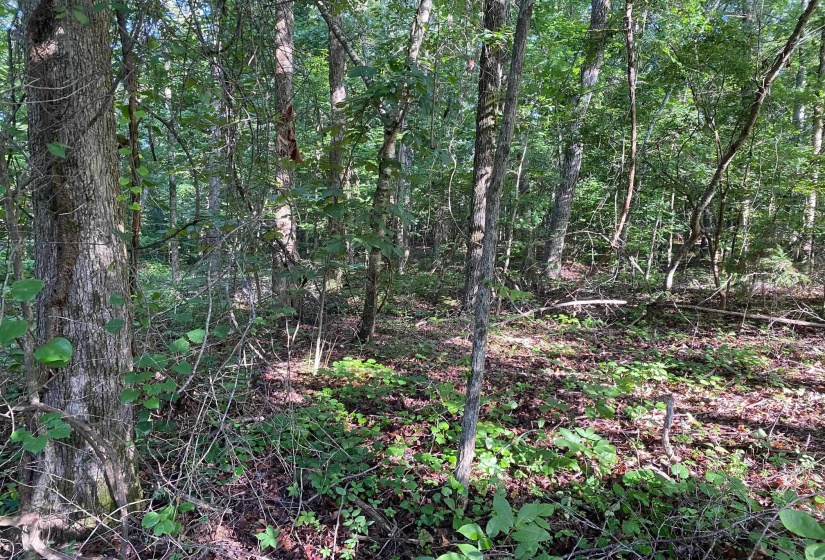 COUNTRY WOODS DR, Selmer, Tennessee 38375, 0 , 0 ,0,Land,For Sale,COUNTRY WOODS,0,10226537