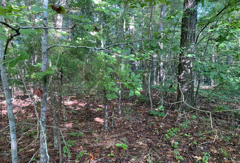 COUNTRY WOODS DR, Selmer, Tennessee 38375, 0 , 0 ,0,Land,For Sale,COUNTRY WOODS,0,10226538