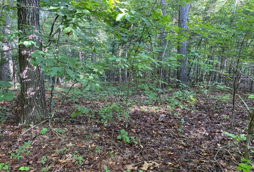 COUNTRY WOODS DR, Selmer, Tennessee 38375, 0 , 0 ,0,Land,For Sale,COUNTRY WOODS,0,10226538