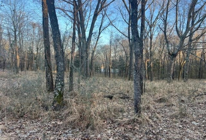 261 AC. MACON RD, Unicorp/Eads, Tennessee 38028, 0 , 0 ,0,Land,For Sale,MACON,0,10226684