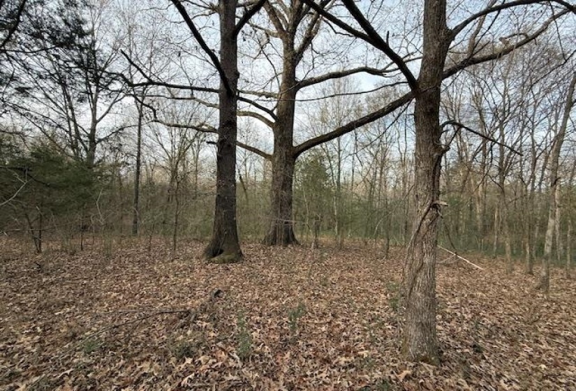 261 AC. MACON RD, Unicorp/Eads, Tennessee 38028, 0 , 0 ,0,Land,For Sale,MACON,0,10226684