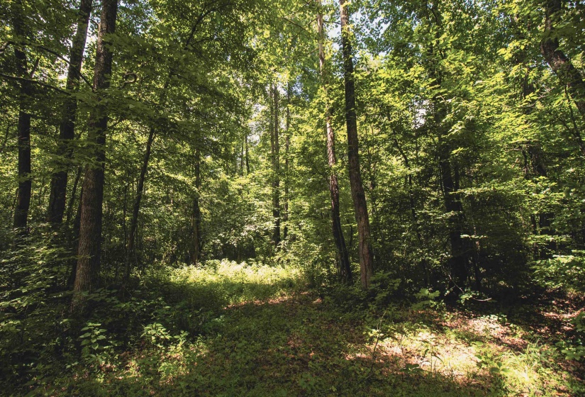 00 100 HWY, Toone, Tennessee 38381, 0 , 0 ,0,Land,For Sale,100,0,10227004