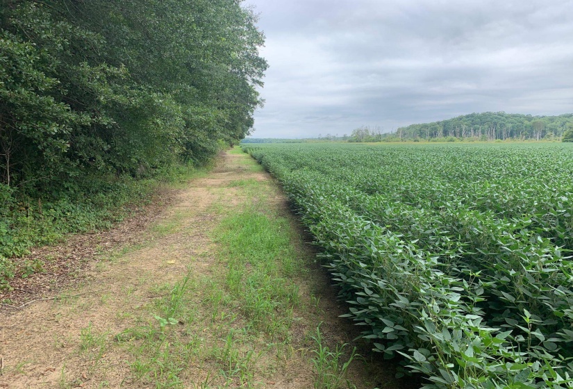 0 HWY 57 HWY, Ramer, Tennessee 38367, 0 , 0 ,0,Land,For Sale,HWY 57,0,10227139
