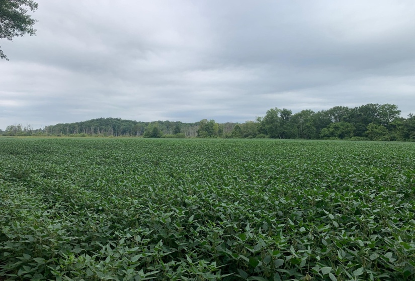 0 HWY 57 HWY, Ramer, Tennessee 38367, 0 , 0 ,0,Land,For Sale,HWY 57,0,10227139