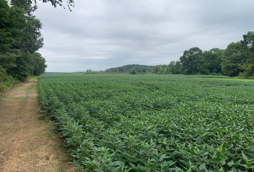 0 HWY 57 HWY, Ramer, Tennessee 38367, 0 , 0 ,0,Land,For Sale,HWY 57,0,10227139