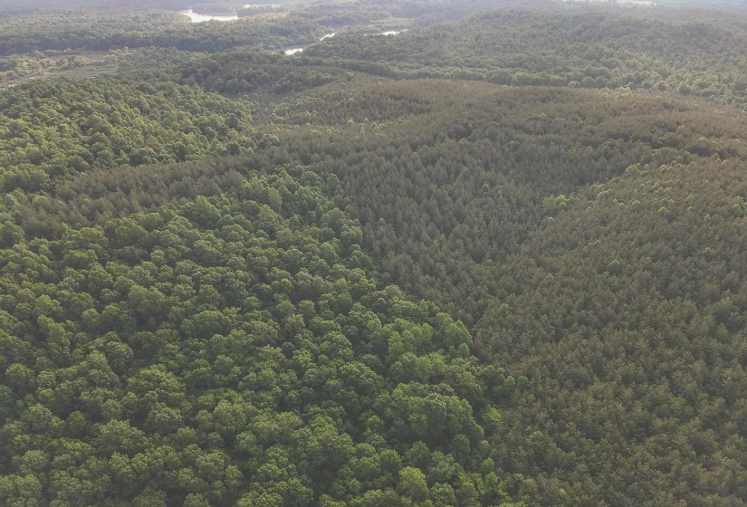 0 BUNCHES CHAPEL RD, Parsons, Tennessee 38363, 0 , 0 ,0,Land,For Sale,BUNCHES CHAPEL,0,10222344