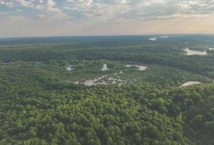 0 BUNCHES CHAPEL RD, Parsons, Tennessee 38363, 0 , 0 ,0,Land,For Sale,BUNCHES CHAPEL,0,10222344