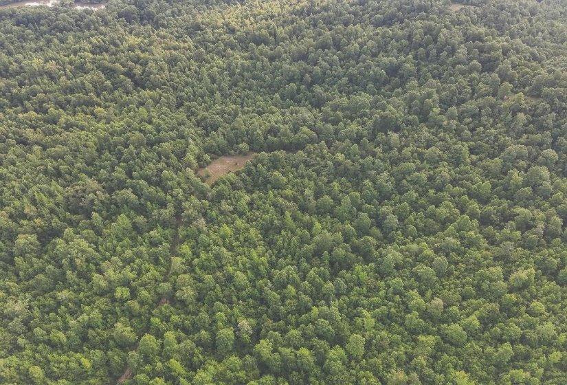 0 BUNCHES CHAPEL RD, Parsons, Tennessee 38363, 0 , 0 ,0,Land,For Sale,BUNCHES CHAPEL,0,10222344