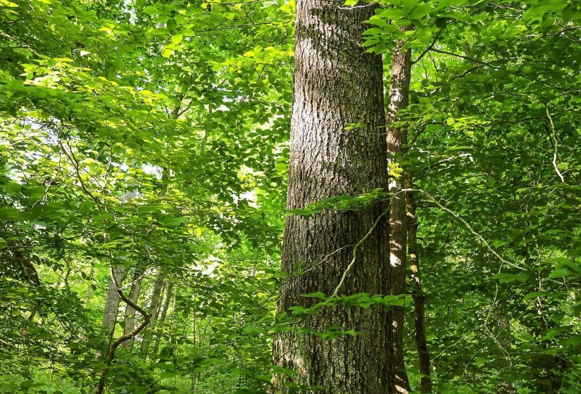 0 BUNCHES CHAPEL RD, Parsons, Tennessee 38363, 0 , 0 ,0,Land,For Sale,BUNCHES CHAPEL,0,10222344