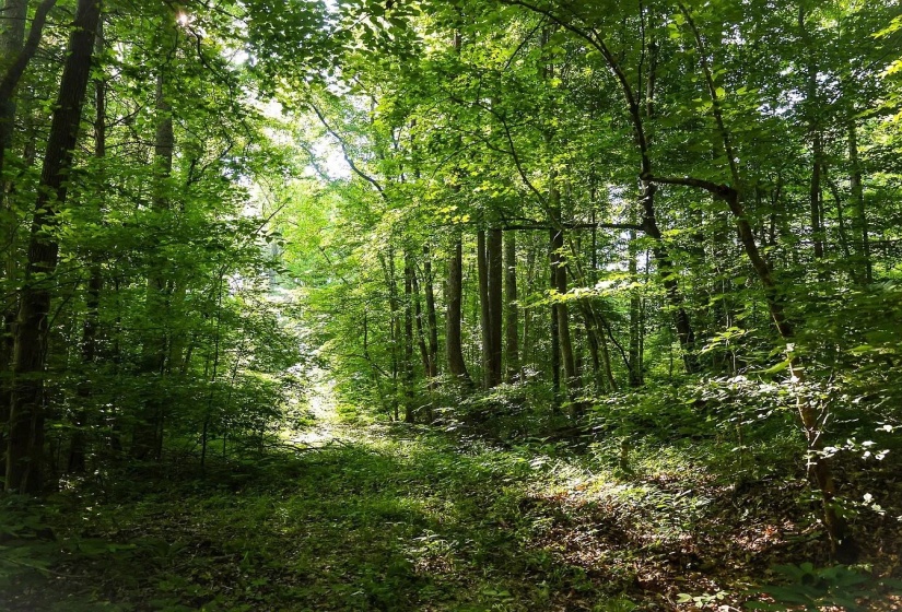 0 BUNCHES CHAPEL RD, Parsons, Tennessee 38363, 0 , 0 ,0,Land,For Sale,BUNCHES CHAPEL,0,10222344