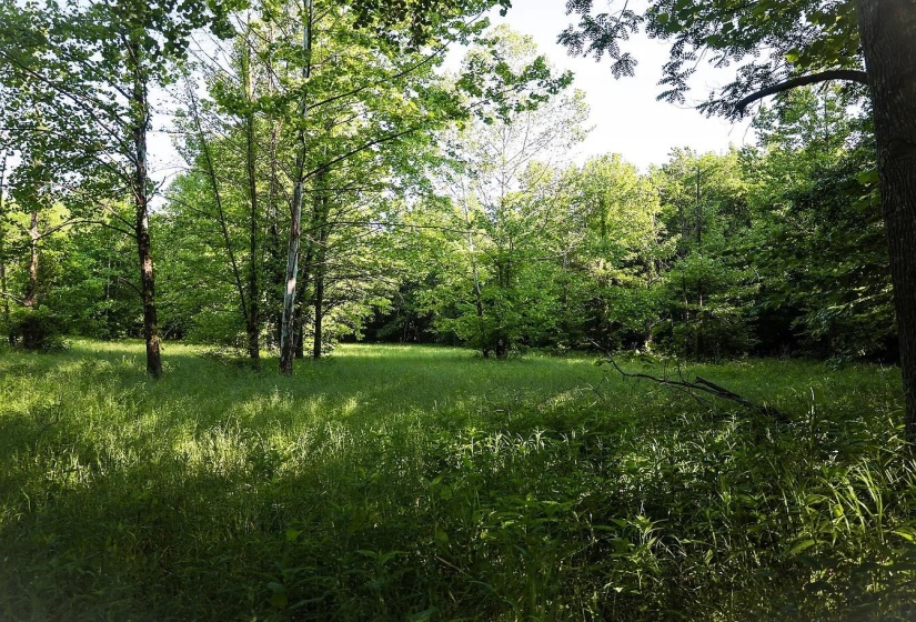 0 BUNCHES CHAPEL RD, Parsons, Tennessee 38363, 0 , 0 ,0,Land,For Sale,BUNCHES CHAPEL,0,10222344