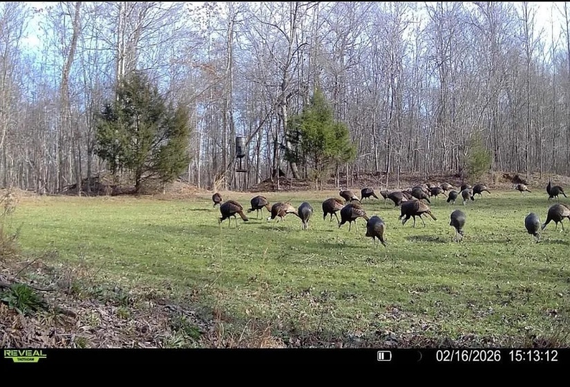 0 BUNCHES CHAPEL RD, Parsons, Tennessee 38363, 0 , 0 ,0,Land,For Sale,BUNCHES CHAPEL,0,10222344