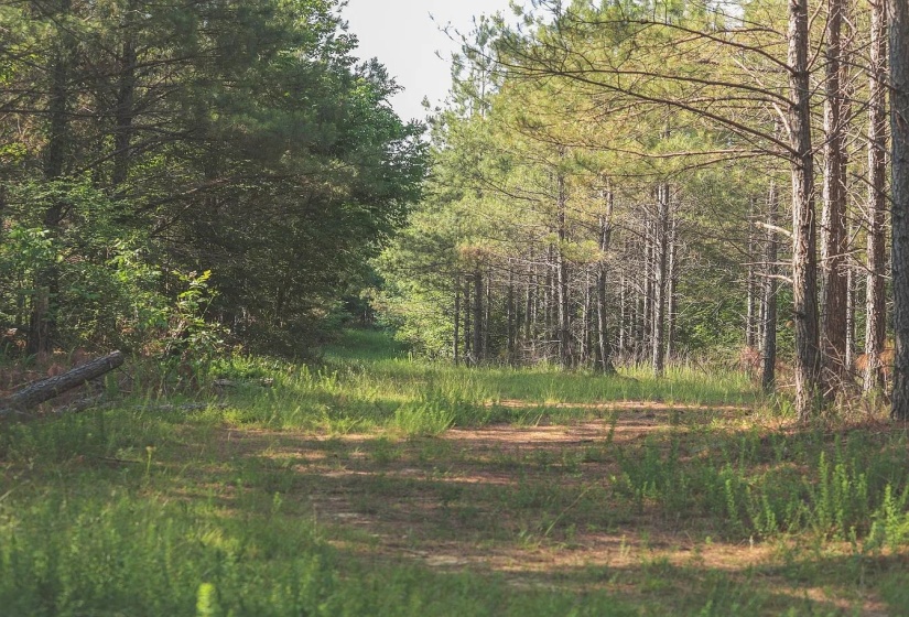 0 BUNCHES CHAPEL RD, Parsons, Tennessee 38363, 0 , 0 ,0,Land,For Sale,BUNCHES CHAPEL,0,10222344