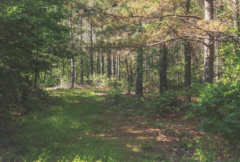 0 BUNCHES CHAPEL RD, Parsons, Tennessee 38363, 0 , 0 ,0,Land,For Sale,BUNCHES CHAPEL,0,10222344