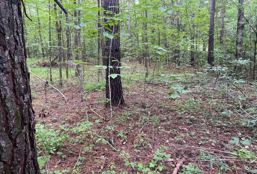 1234 SANDY FLATT RD, Bethel Springs, Tennessee 38315, 0 , 0 ,0,Land,For Sale,SANDY FLATT,0,10226848