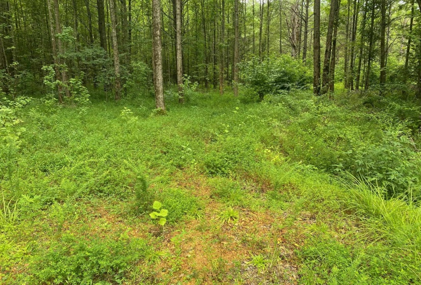 1234 SANDY FLATT RD, Bethel Springs, Tennessee 38315, 0 , 0 ,0,Land,For Sale,SANDY FLATT,0,10226848