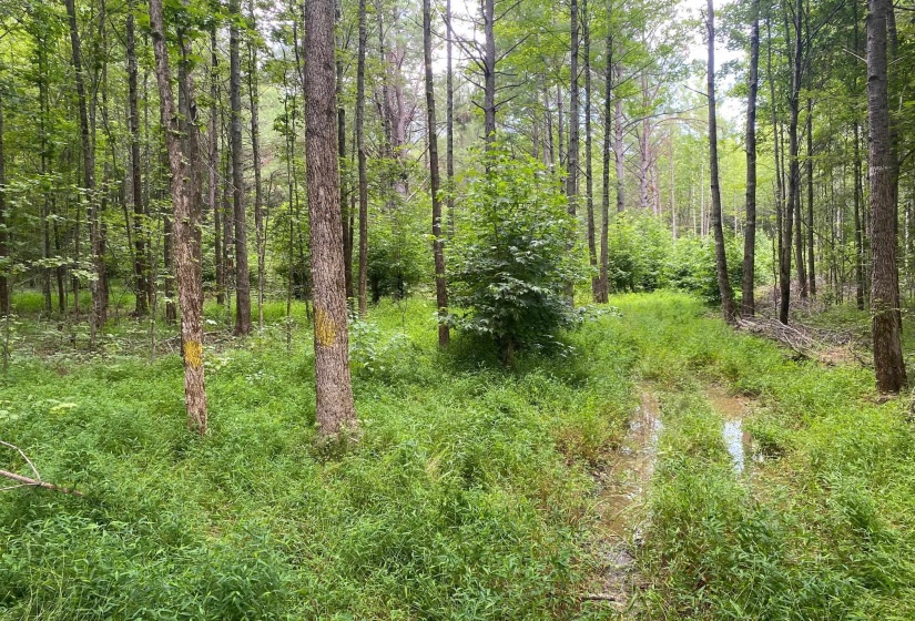 1234 SANDY FLATT RD, Bethel Springs, Tennessee 38315, 0 , 0 ,0,Land,For Sale,SANDY FLATT,0,10226848