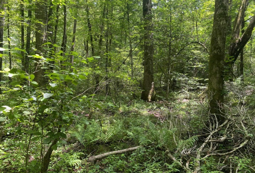 1234 SANDY FLATT RD, Bethel Springs, Tennessee 38315, 0 , 0 ,0,Land,For Sale,SANDY FLATT,0,10226848