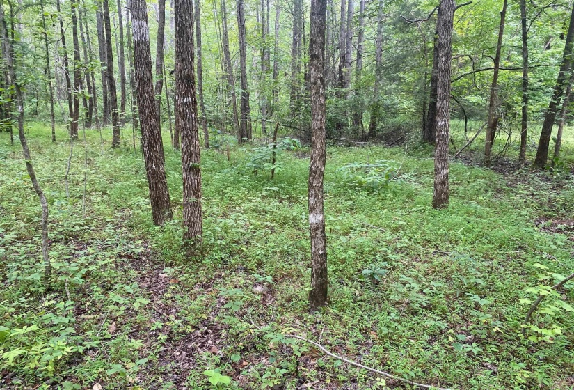 1234 SANDY FLATT RD, Bethel Springs, Tennessee 38315, 0 , 0 ,0,Land,For Sale,SANDY FLATT,0,10226848