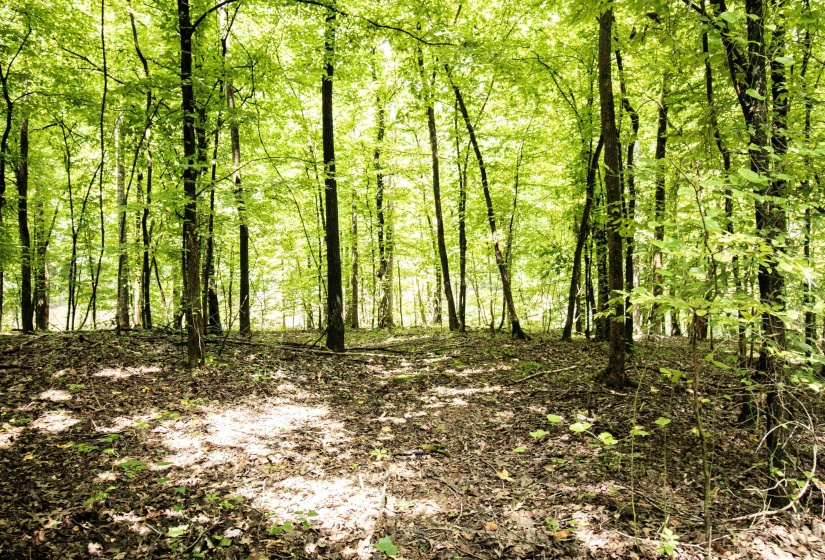 00 MAE SIGMA RD, Brighton, Tennessee 38011, 0 , 0 ,0,Land,For Sale,MAE SIGMA,0,10226302