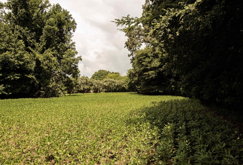 00 MAE SIGMA RD, Brighton, Tennessee 38011, 0 , 0 ,0,Land,For Sale,MAE SIGMA,0,10226302
