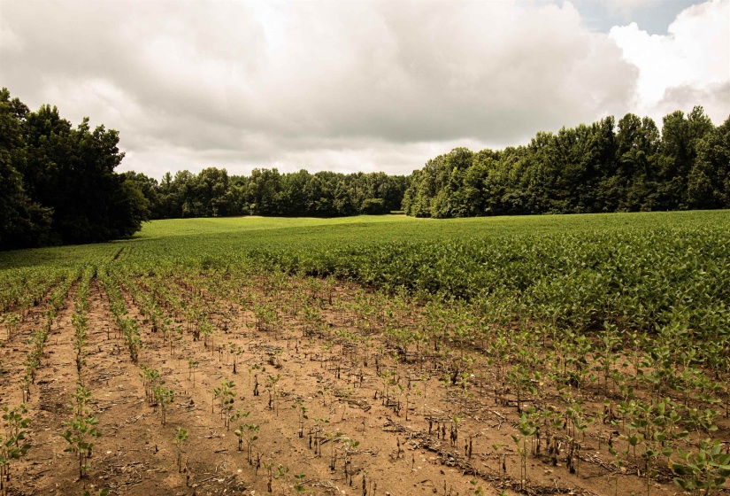00 MAE SIGMA RD, Brighton, Tennessee 38011, 0 , 0 ,0,Land,For Sale,MAE SIGMA,0,10226302