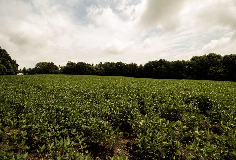 00 MAE SIGMA RD, Brighton, Tennessee 38011, 0 , 0 ,0,Land,For Sale,MAE SIGMA,0,10226302