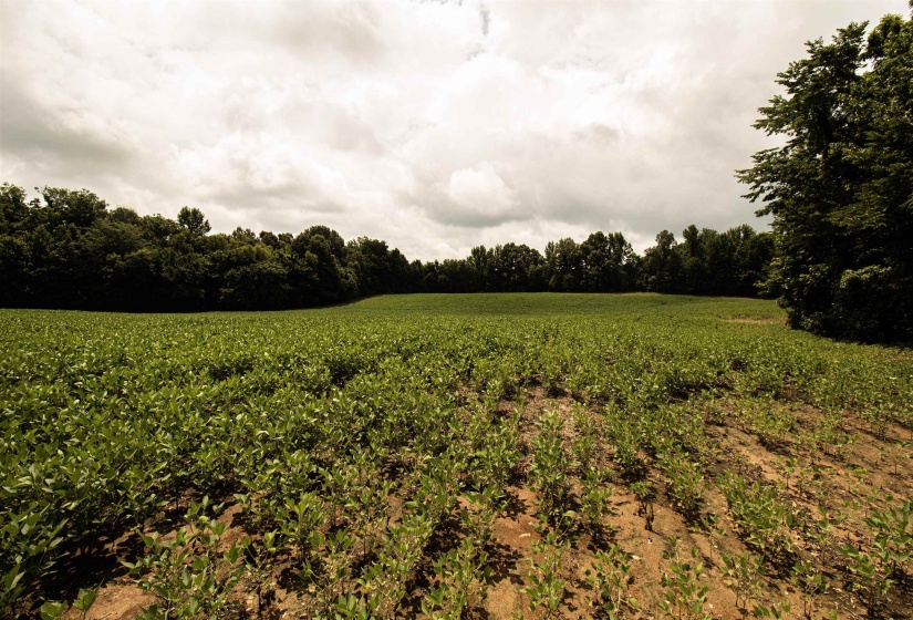 00 MAE SIGMA RD, Brighton, Tennessee 38011, 0 , 0 ,0,Land,For Sale,MAE SIGMA,0,10226302