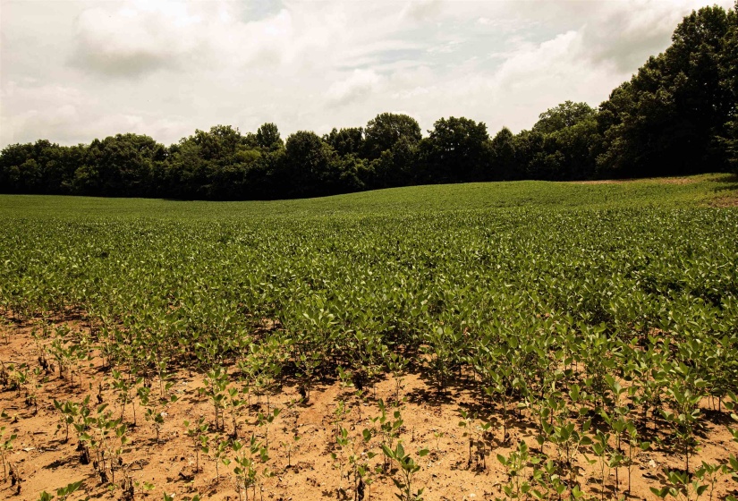 00 MAE SIGMA RD, Brighton, Tennessee 38011, 0 , 0 ,0,Land,For Sale,MAE SIGMA,0,10226302