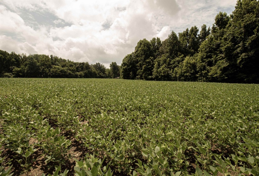 00 MAE SIGMA RD, Brighton, Tennessee 38011, 0 , 0 ,0,Land,For Sale,MAE SIGMA,0,10226302
