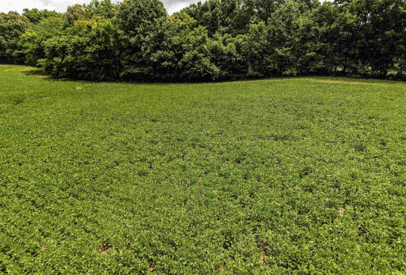 00 MAE SIGMA RD, Brighton, Tennessee 38011, 0 , 0 ,0,Land,For Sale,MAE SIGMA,0,10226302