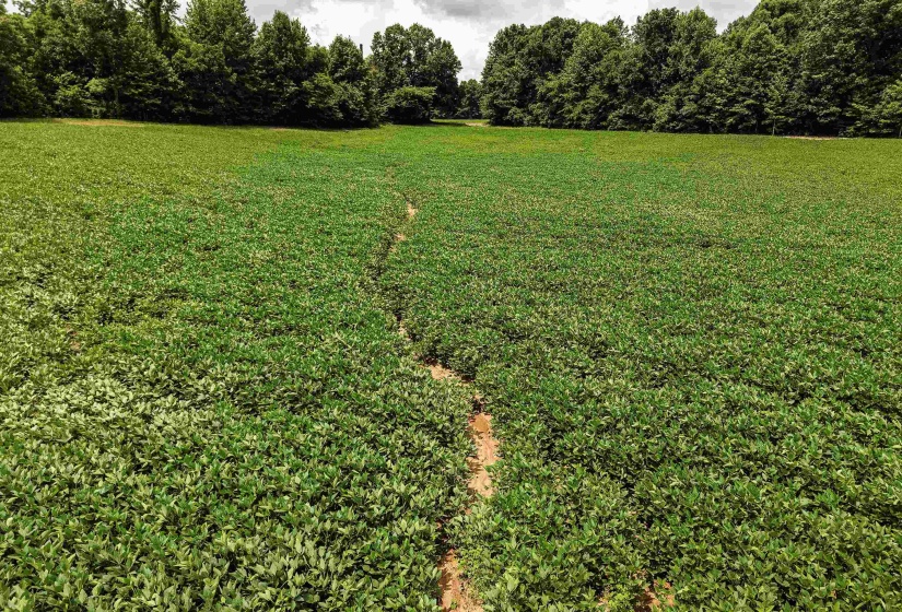 00 MAE SIGMA RD, Brighton, Tennessee 38011, 0 , 0 ,0,Land,For Sale,MAE SIGMA,0,10226302