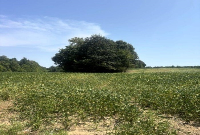 0 CANADAVILLE LOOP, Eads, Tennessee 38028, 0 , 0 ,0,Land,For Sale,CANADAVILLE,0,10228565