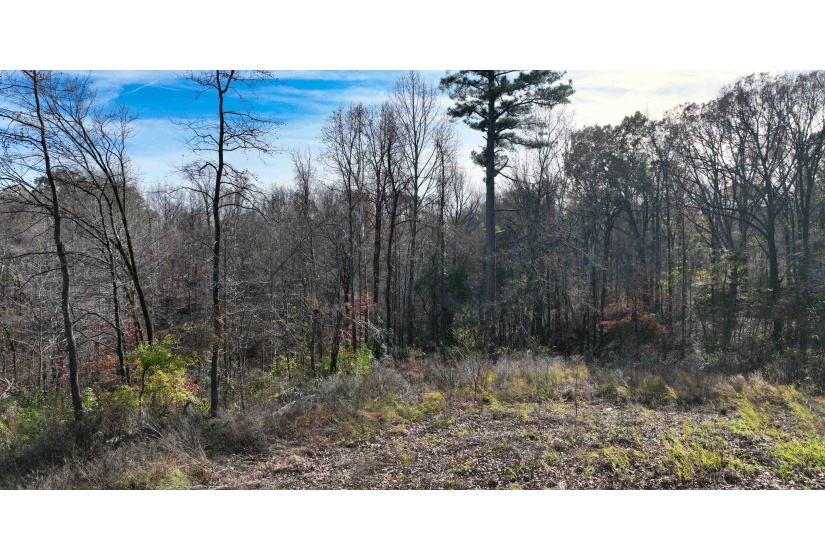 MUNFORD GILTEDGE RD, Burlison, Tennessee 38015, 0 , 0 ,0,Land,For Sale,MUNFORD GILTEDGE,0,10224682