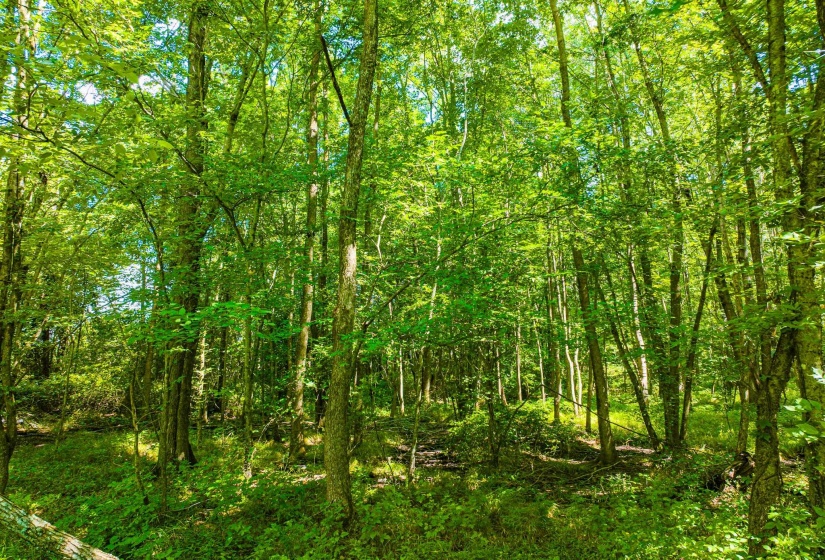 0 S VETERANS DR, Huntingdon, Tennessee 38344, 0 , 0 ,0,Land,For Sale,S VETERANS,0,10228860