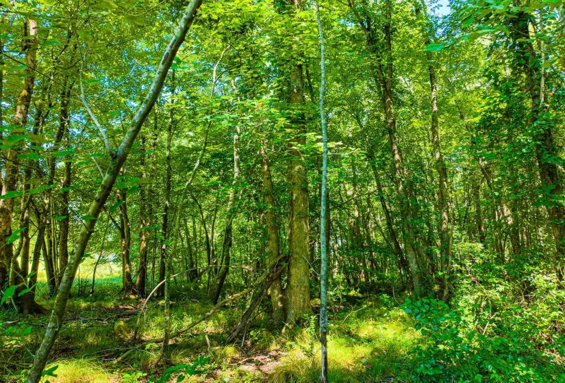 0 S VETERANS DR, Huntingdon, Tennessee 38344, 0 , 0 ,0,Land,For Sale,S VETERANS,0,10228860