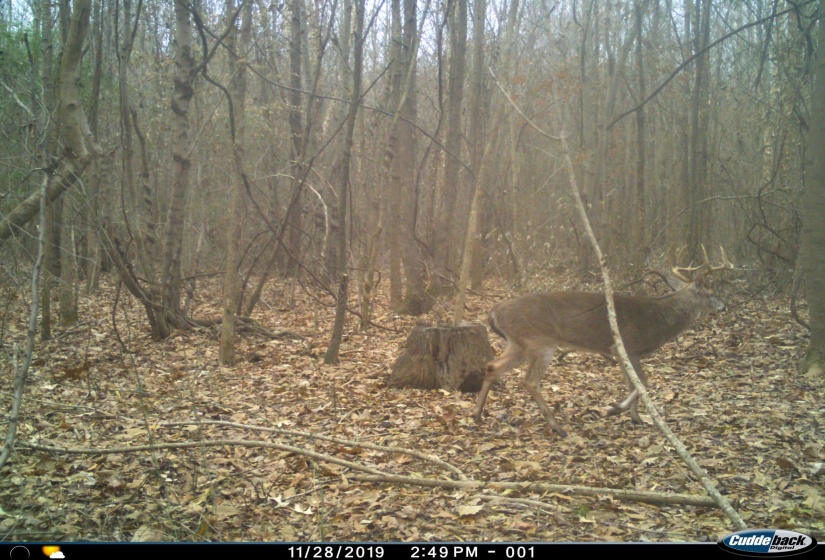 0 S VETERANS DR, Huntingdon, Tennessee 38344, 0 , 0 ,0,Land,For Sale,S VETERANS,0,10228860