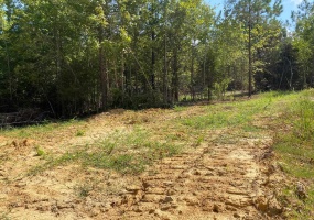 OTIS PAINE RD, Bethel Springs, Tennessee 38315, 0 , 0 ,0,Land,For Sale,OTIS PAINE,0,10228885