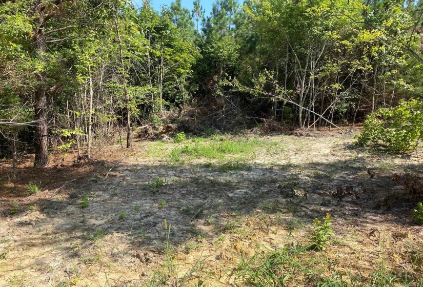 OTIS PAINE RD, Bethel Springs, Tennessee 38315, 0 , 0 ,0,Land,For Sale,OTIS PAINE,0,10228885