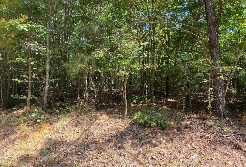 OTIS PAINE RD, Bethel Springs, Tennessee 38315, 0 , 0 ,0,Land,For Sale,OTIS PAINE,0,10228885